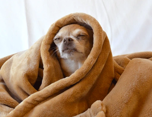 Dog in the Blankets